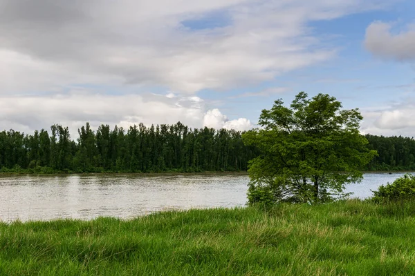 Vista Paisagem Rio Fraser Colúmbia Britânica Por Grama Verde Dia — Fotografia de Stock