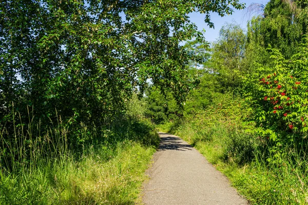 Yeşil bir orman parkında yürüyüş yolu güneşli bir bahar günü.