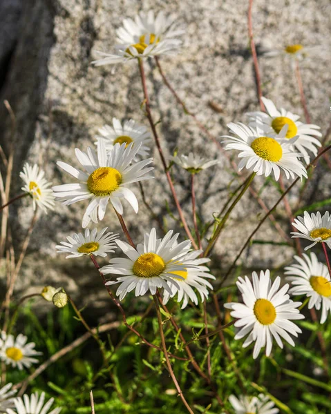 Margaridas Pequenas Com Cabeças Flor Branca Totalmente Florescendo Hastes Verdes — Fotografia de Stock