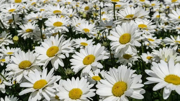 Flores Brancas Bonitas Florescendo Jardim Belo Fundo — Fotografia de Stock