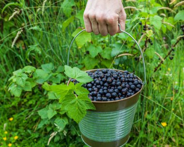 Organik çiftlikteki metal kovada kuşüzümü tutan el..