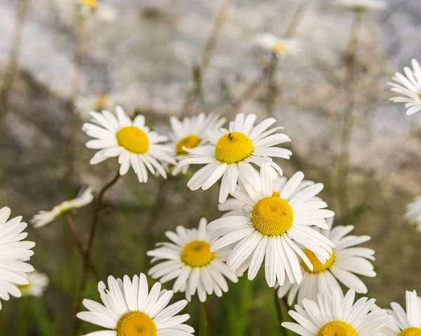 Małe Stokrotki Pełni Kwitnącymi Białymi Głowami Kwiatowymi Zielonymi Łodygami Tle — Zdjęcie stockowe