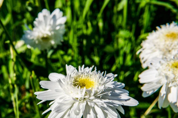 Flor Branca Brilhante Fundo Verde Luz Sol — Fotografia de Stock