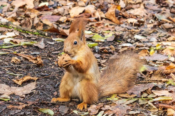 Červená veverka drží vlašský ořech v podzimním parku se žlutými listy — Stock fotografie