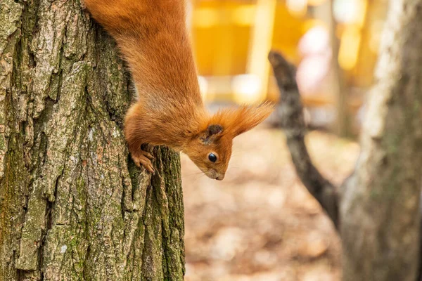 Curios veveriță roșie pe trunchiul copacului în parcul de toamnă — Fotografie, imagine de stoc