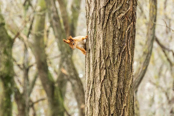 Tupai merah kecil yang ingin tahu di batang pohon di taman musim gugur — Stok Foto