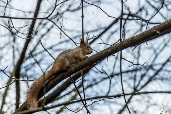 秋の公園の木の枝に好奇心旺盛な小さな赤いリス — ストック写真