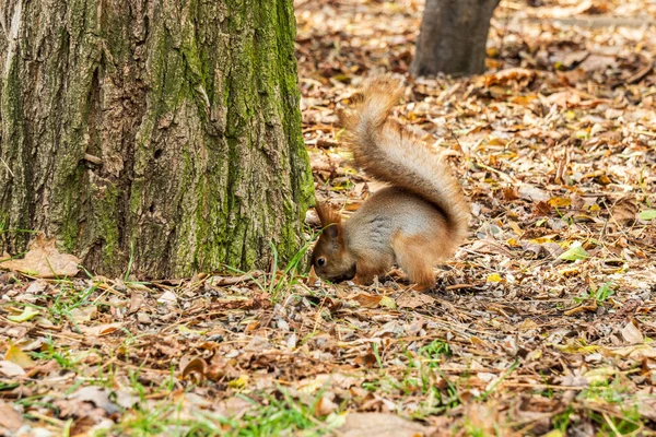 秋の公園で赤いリスが葉に食べ物を隠し — ストック写真