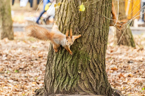 Sonbahar parkındaki ağaç gövdesinde ilginç küçük kırmızı sincap. — Stok fotoğraf