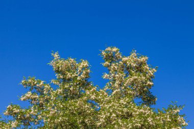 Beyaz çiçekli çiçek açan ağaç ve arka planda mavi gökyüzü.