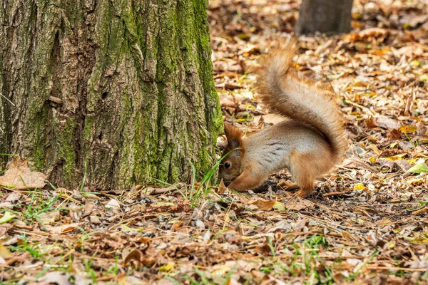 秋の公園の木の下に赤いリスが食べ物を隠し — ストック写真