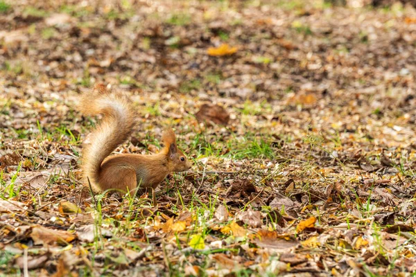 Sonbahar Parkında Sarı Yapraklı Kırmızı Sincap — Stok fotoğraf