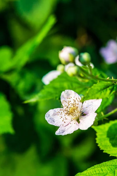 Όμορφο Λευκό Λουλούδι Φόντο Πράσινων Φύλλων Ηλιόλουστη Μέρα — Φωτογραφία Αρχείου