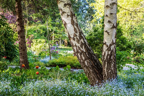 美丽的春天 蓝色的花 在公园的大树下 — 图库照片