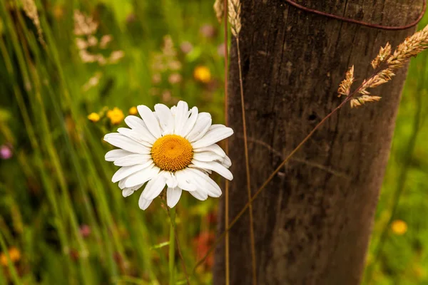 Biały Kwiat Pąk Rozmazane Zielone Tło Zbliżenie Miękkie Ostrość — Zdjęcie stockowe