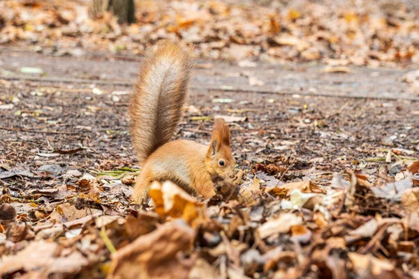 Tupai Merah Menyembunyikan Makanan Daun Taman Musim Gugur — Stok Foto