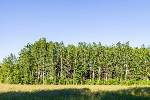 Piękny Zielony Park Polem Drzewa Mrówka Błękitne Niebo — Zdjęcie stockowe