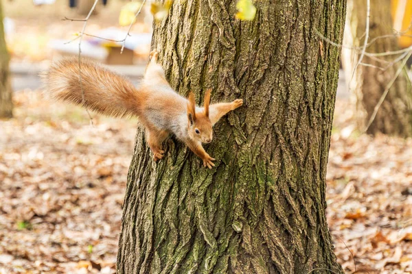 Zvědavá Malá Červená Veverka Stromě Podzimním Parku — Stock fotografie