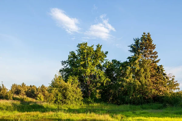 Vacker Grön Park Med Fält Och Träd Myra Blå Himmel — Stockfoto