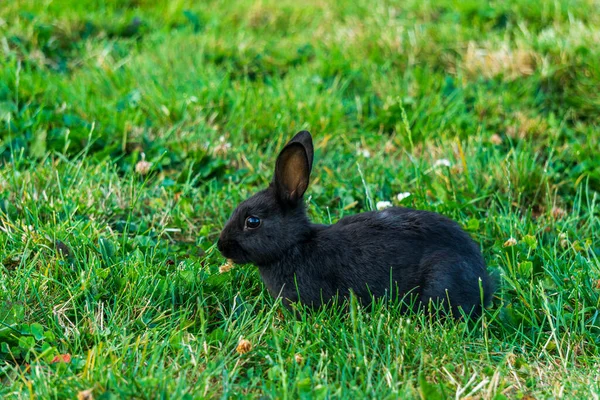 Pequeño conejo negro en la hierba verde comiendo en verano Pascua celebración hermoso animal de compañía —  Fotos de Stock