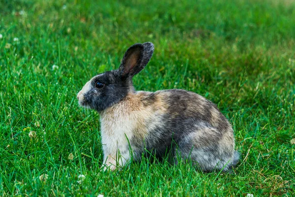 Malý černý králík na zelené trávě jíst v létě velikonoční oslavy krásné zvíře — Stock fotografie