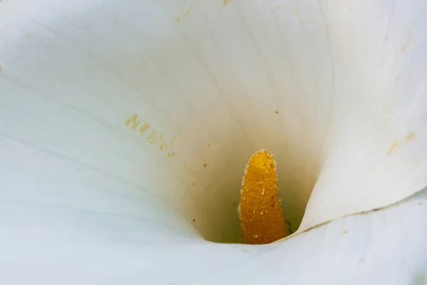 Lys blanc tacheté grande fleur de calla avec une spathe blanche pure et un long centre jaune — Photo