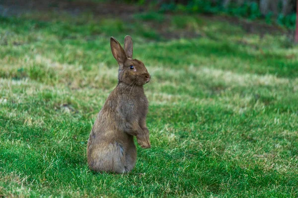 Roztomilý šedý králík na zelené trávě stojící vysoko — Stock fotografie