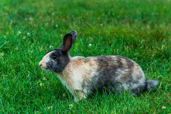 Malý Barevný Králík Zelené Trávě Jíst Létě Velikonoční Oslavy Krásné — Stock fotografie