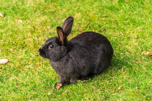 Malý černý králík na zelené trávě jíst v létě velikonoční oslavy krásné zvíře — Stock fotografie
