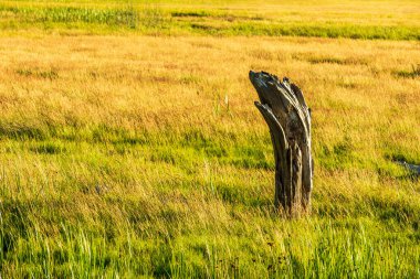upright old log at Sturgeon Banks Natural Area yellow grass.
