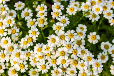 incredibly beautiful small daisies on a flower bed on a sunny summer day.