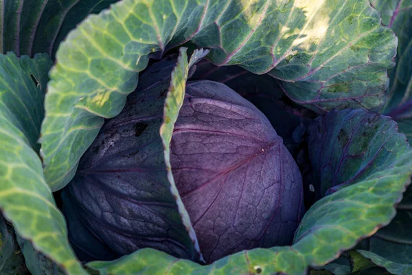 big cabbage in green leaves closeup beautiful healthy vegetable.