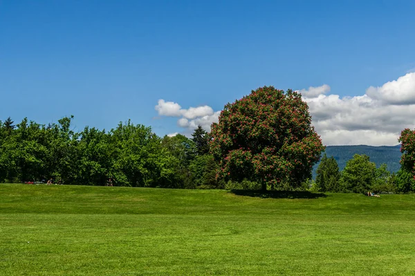 Sonniges Grünes Feld Mit Bäumen Hintergrund Und Blauem Himmel — Stockfoto