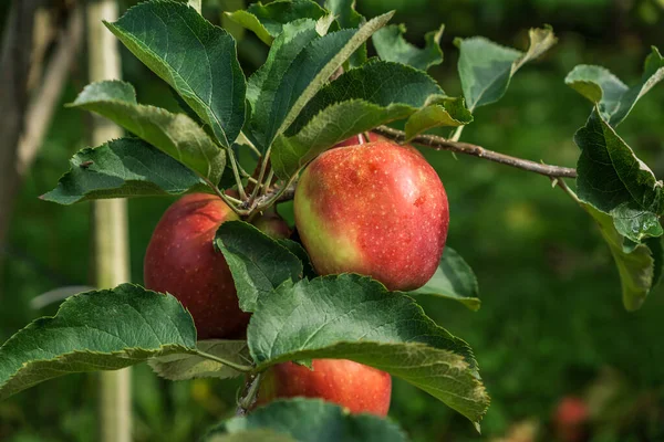 Manzanas de gala real en la rama del árbol en la granja de otoño primer plano . — Foto de Stock