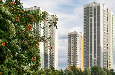 Yüksek bir apartmanın arka planında Rowanberry ağacı