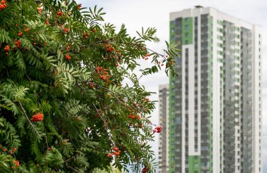Yüksek bir apartmanın arka planında Rowanberry ağacı