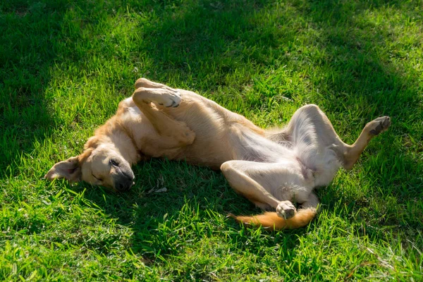 Dog Wallow Roll Grass Dog Has Relaxation Time Lying Green — Stock Photo, Image