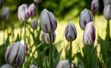 Çiçeklikte beyaz mor laleler