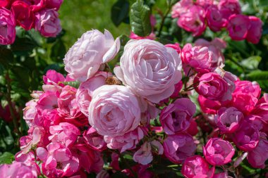 Parkta açan güzel büyük güller.