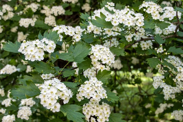 Białe Kwiaty Głogu Ogrodzie Botanicznym — Zdjęcie stockowe