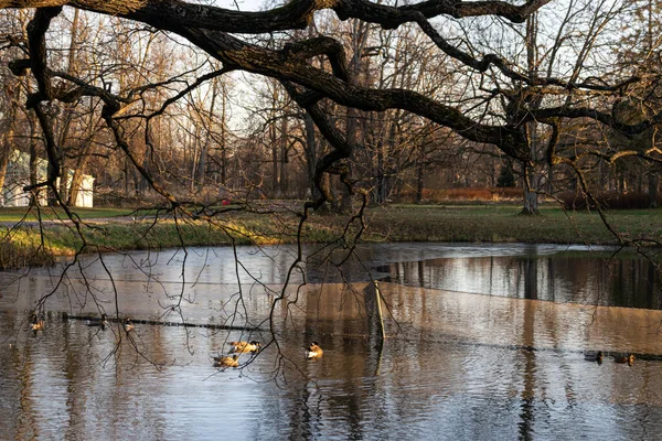 Lomonosov Oranienbaum Russia Stagno Con Anatre Nel Parco — Foto Stock