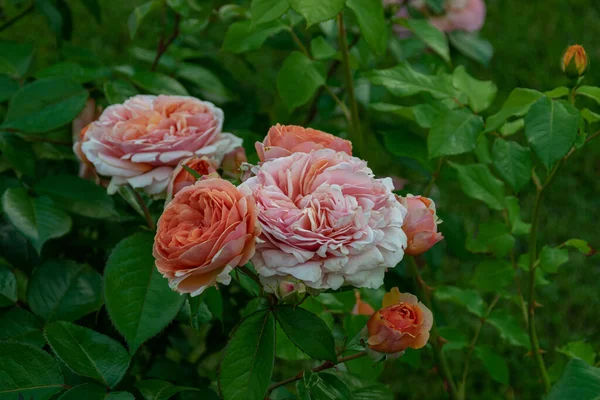 Schöne Große Rosen Blühen Park — Stockfoto
