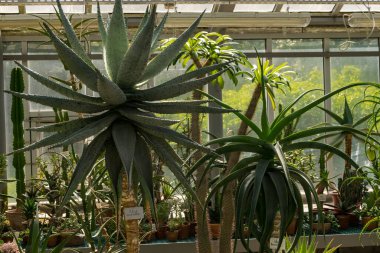 Tropik bir Botanik Bahçesinde Yeşil Aloe marlothii (Dağ Aloe)