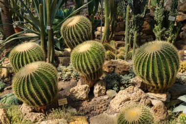 Echinocactus grusonii, bilinen adıyla altın fıçı kaktüsü, altın top veya kayınvalide minderi, Meksika 'nın doğusunda yaşayan bir kaktüstür türüdür.