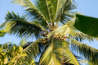 Hindistan, Goa 'da hindistan cevizi ağacı