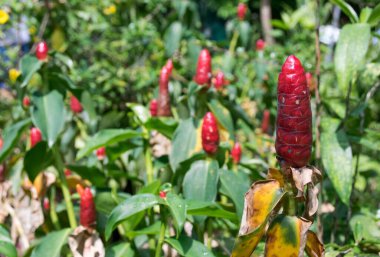 Kırmızı Ginger, Devekuşu Plume veya Pembe Koni Zencefil