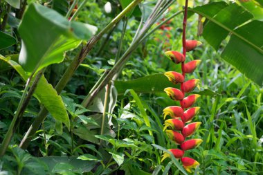 Botanik bahçesindeki Heliconia tropikal çiçeği