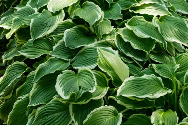 Hosta, genellikle hostes, zambak ve bazen de Japon adı Giboshi olan bir bitki cinsidir.