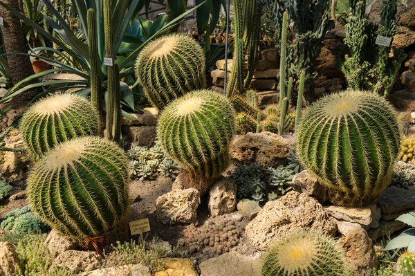 Echinocactus grusonii, bilinen adıyla altın fıçı kaktüsü, altın top veya kayınvalide minderi, Meksika 'nın doğusunda yaşayan bir kaktüstür türüdür.