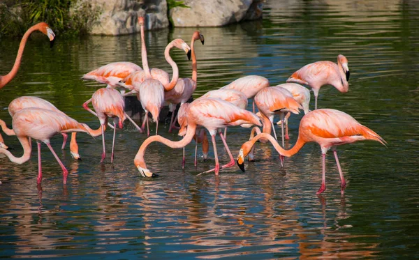 Pembe flamingolar suda yürür